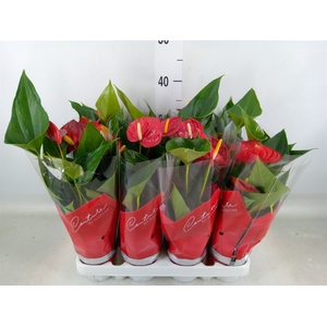 Anthurium andr. 'Success Red'