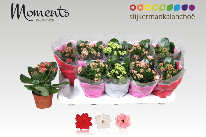 <h4>KAL GE GEM 3 KL</h4>