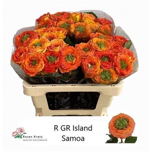 Rosa gr Green Island Samoa