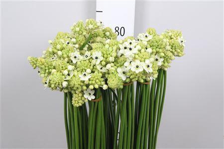 <h4>Ornit Saundersiae</h4>