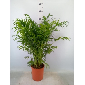 Chamaedorea elegans