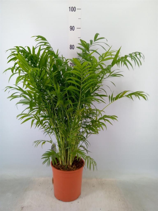 <h4>Chamaedorea elegans</h4>