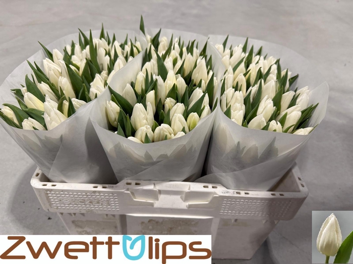 <h4>TU EN WHITE PRINCE</h4>