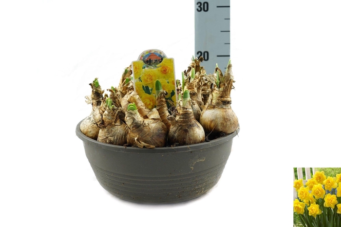 <h4>Narcissus Sherborne</h4>