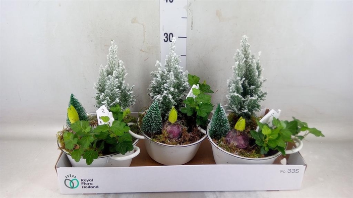 <h4>Arr.   Tuinplanten L%</h4>