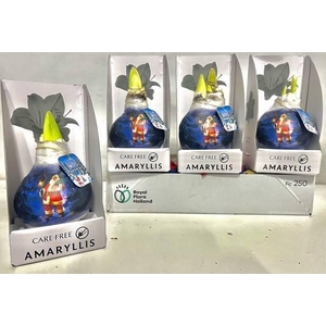 Bloembol Hippeastrum