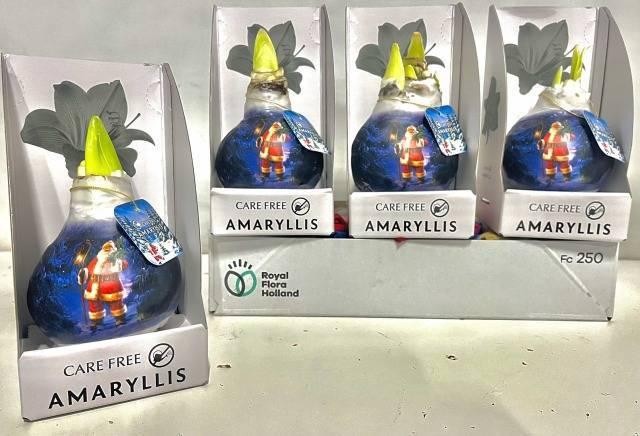 <h4>BLOEMBOL HIPPEASTRUM</h4>