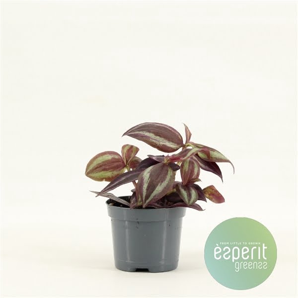 <h4>Tradescantia Jewel Red</h4>