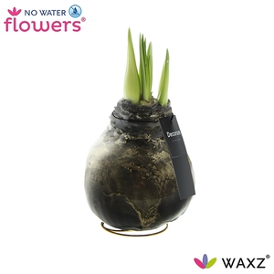 Hipp Waxz Univerz Deep Black