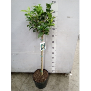 Camellia japonica 'Brushfield Yell'