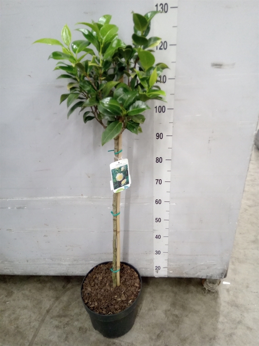 <h4>Camellia japonica 'Brushfield Yell'</h4>