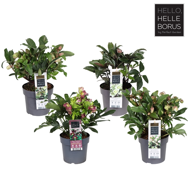 <h4>Helleborus mix tray P17</h4>