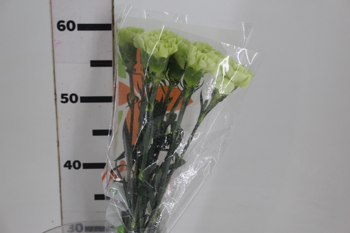 <h4>CRAVO JUNGLE 070 CM</h4>