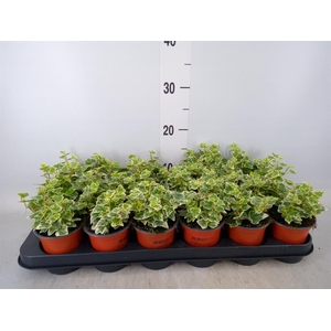 Hedera helix 'White Wonder'