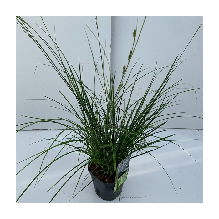 <h4>Carex 'Magic Green'</h4>