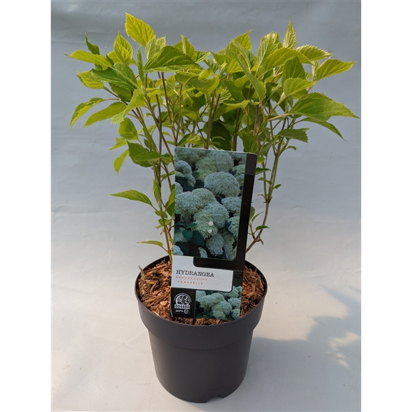 <h4>Hydrangea Arborescens 'Annabelle' 19 cm</h4>