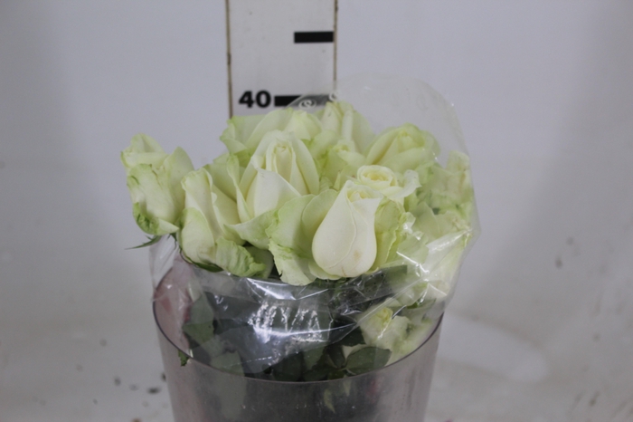 <h4>ROSA AVALANCHE 040 CM ESTUFA</h4>