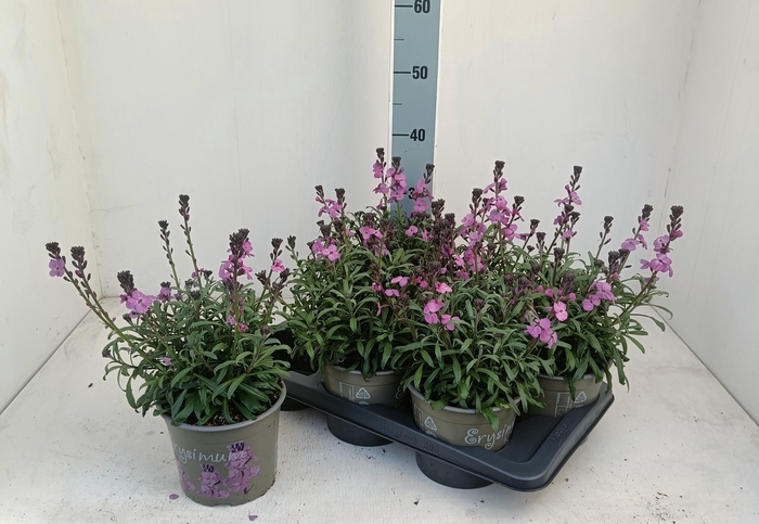 <h4>ERYS LINIFOLIUM</h4>