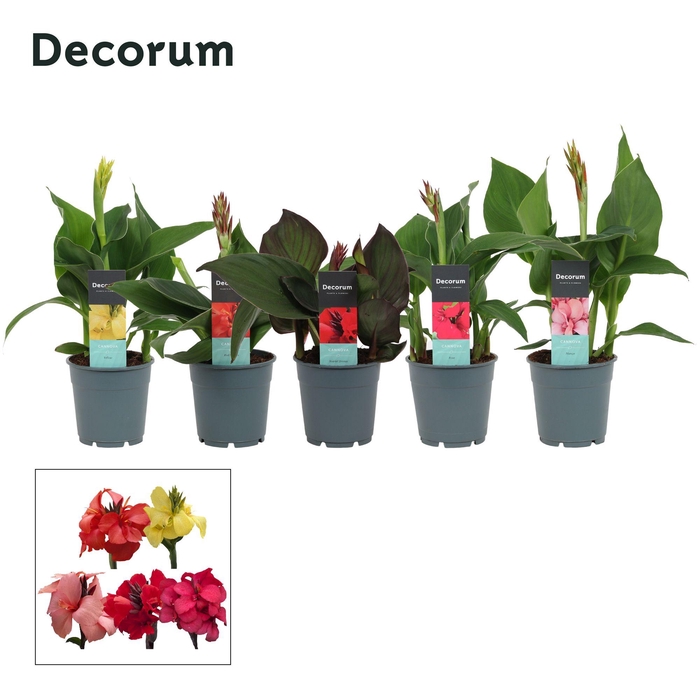 <h4>CANNA CANNOVA GEM</h4>