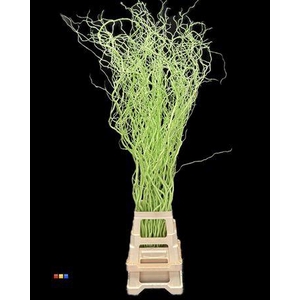 Salix 130cm Lime Green