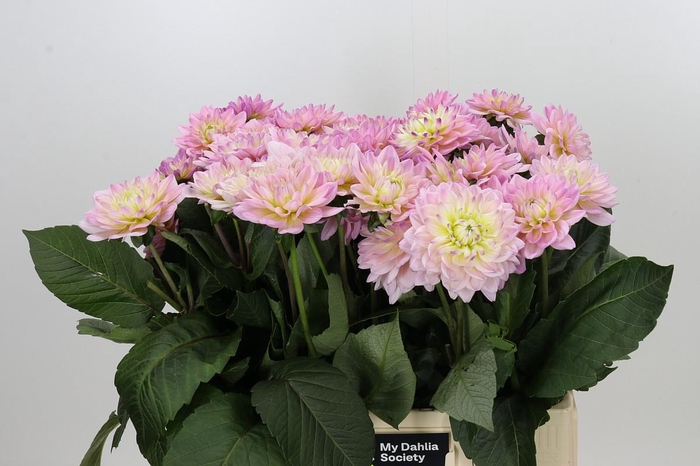<h4>Dahlia Dianas Memory</h4>