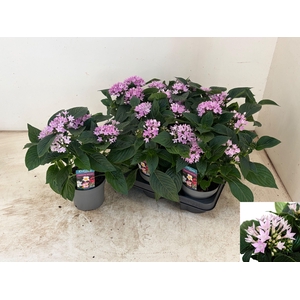 PENT STARCLUSTER LAV