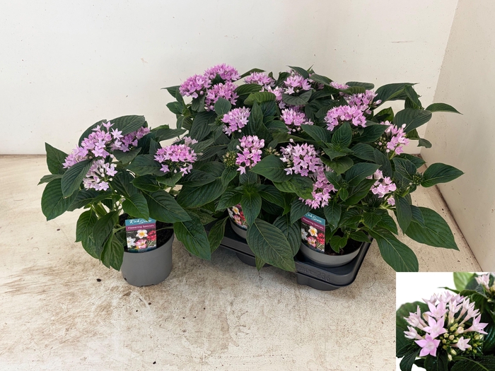 <h4>PENT STARCLUSTER LAV</h4>