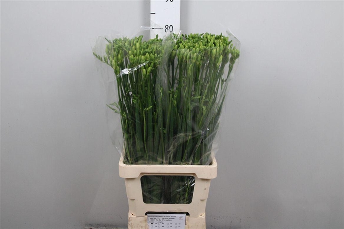 <h4>Fr Du Versailles</h4>