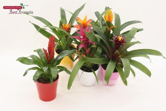 <h4>BROMELIA GEM</h4>