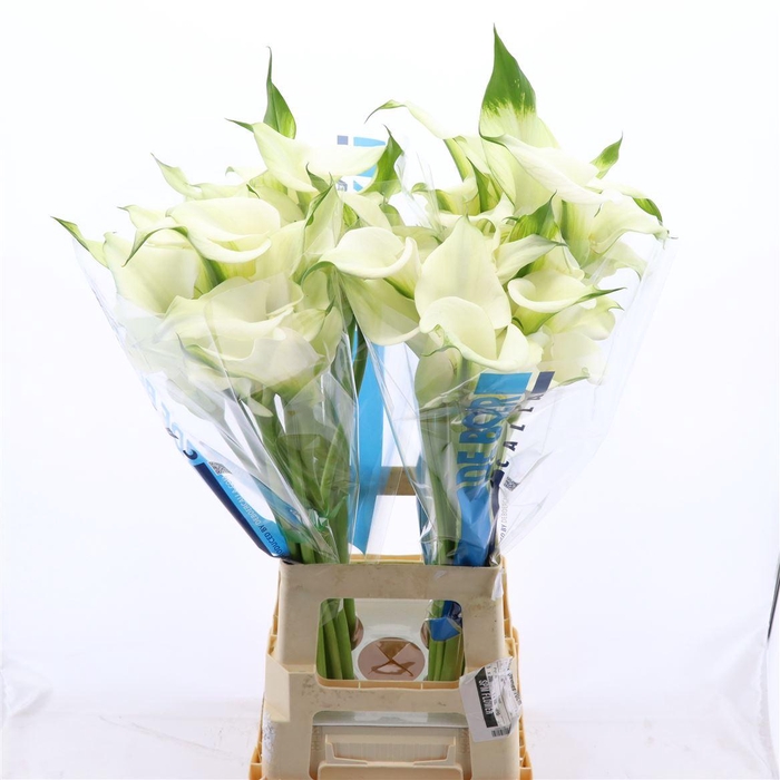 <h4>Calla Ventura | Dubbelbloemig</h4>