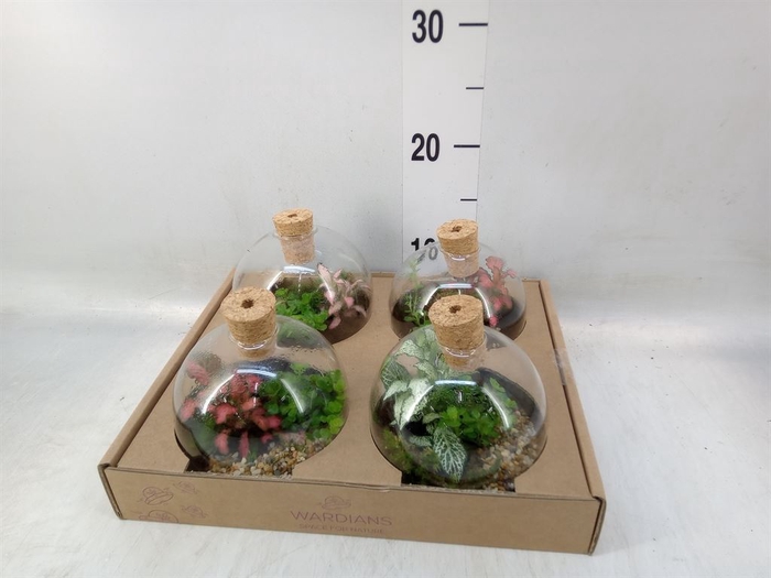 <h4>Arr.   Kamerplant Groen H%</h4>
