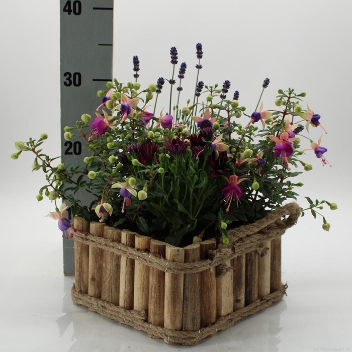 <h4>ARR TUINPLANTEN</h4>