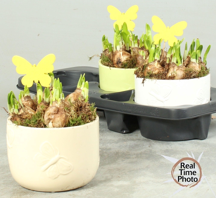 <h4>ARR NARCISSUS</h4>