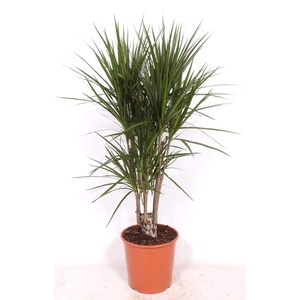 Dracaena marginata