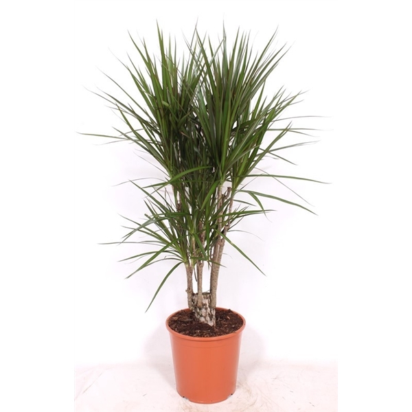 <h4>Dracaena marginata</h4>