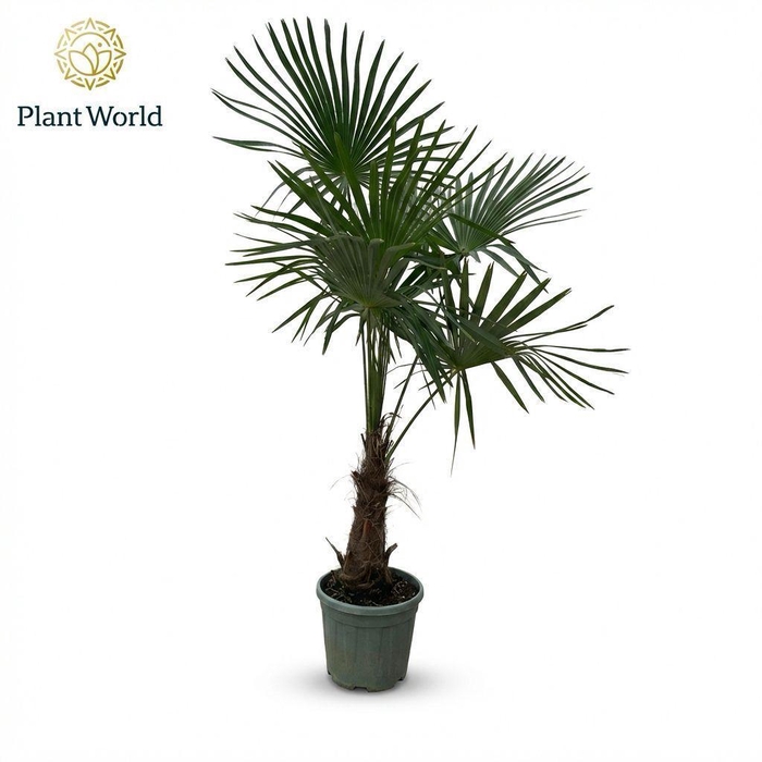 <h4>Trachycarpus Fortuneii (Eagle Palm) P30 170-180 cm</h4>