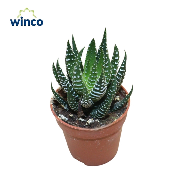 <h4>Haworthia Superfaciata</h4>