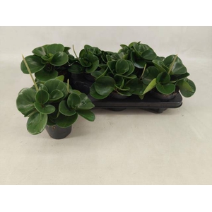 PEP OBT GREEN GOLD