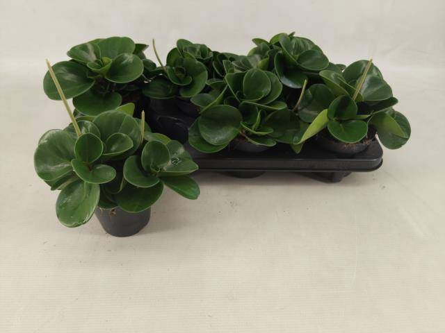 <h4>PEP OBT GREEN GOLD</h4>