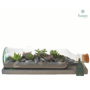 Green Bottle Fles Large liggend met Succulenten