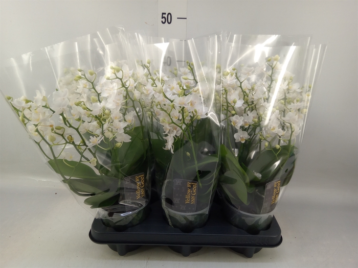 <h4>Phalaenopsis multi. 'Cream Punch'</h4>