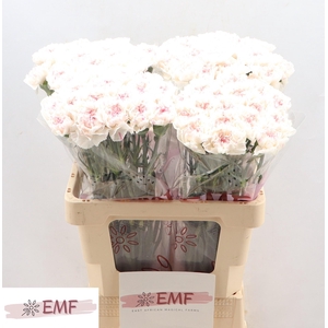 DI ST YUKARI  CHERRY