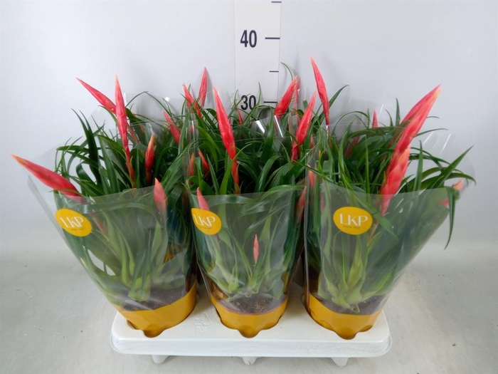 <h4>Vriesea  'Astrid'</h4>