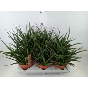 Sansevieria  'Fernwood'