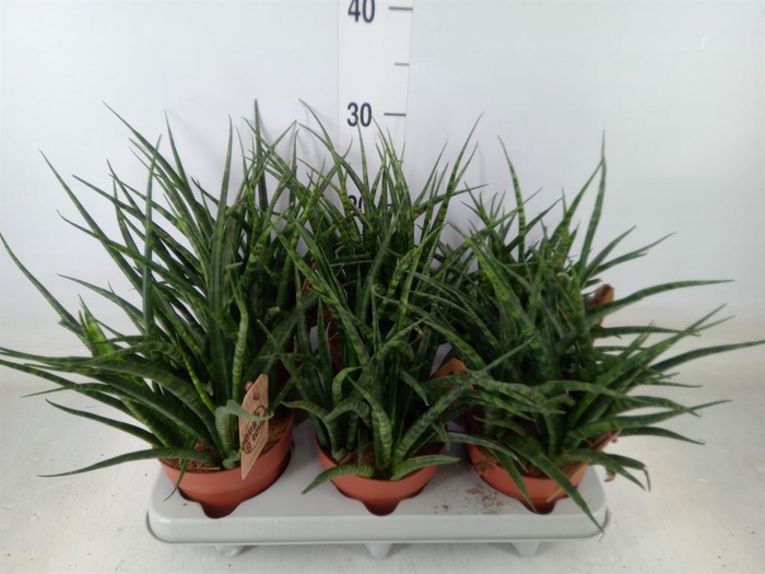 <h4>Sansevieria  'Fernwood'</h4>