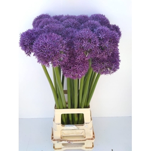 ALLIUM GLOBEMASTER