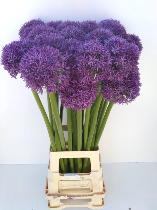 <h4>ALLIUM GLOBEMASTER</h4>