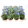 Crassula Overig potcover Potcover indian line, PV8024