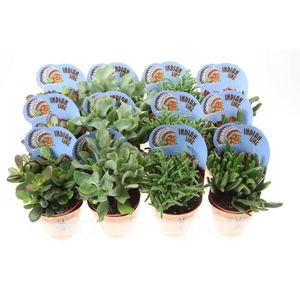 Crassula Overig potcover Potcover indian line, PV8024