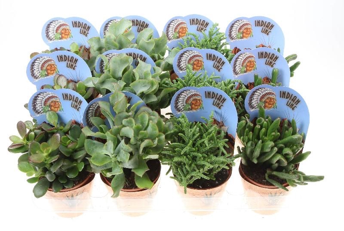 <h4>Crassula Overig potcover Potcover indian line, PV8024</h4>